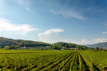 Fototapeta na wymiar Typical Italian vineyards at the base of Monte Moscal at the village of Affi near Verona, Veneto, Italy, Europe.