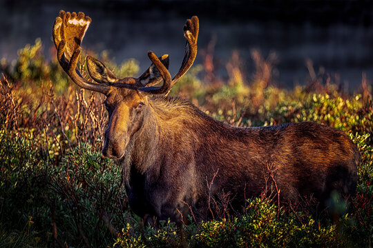 Brainard Lake Recreational Area Ward, Colorado early morning bull moose