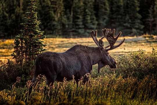 Brainard Lake Recreational Area Ward, Colorado early morning bull moose