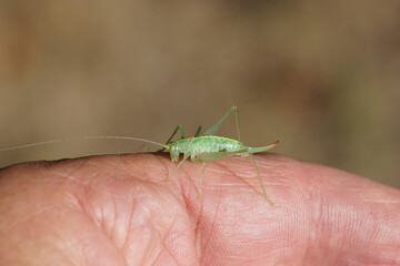Southern oak bush cricket (Meconema meridionale) bites (not painfully) my hand. Subfamily Meconematinae. Family bush-criket (Tettigoniidae). Dutch garden, summer. Netherlands, August