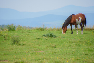 Pretty horse on a Canadian farm in the province of Quebec 