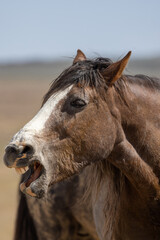 Obraz premium Beautiful Wild Horse in the Utah Desert in Spring