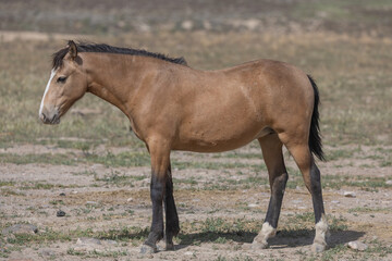 Fototapeta premium Beautiful Wild Horse in the Utah Desert in Spring