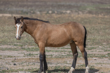 Naklejka na ściany i meble Beautiful Wild Horse in the Utah Desert in Spring