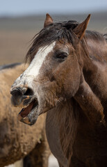 Obraz premium Beautiful Wild Horse in the Utah Desert in Spring