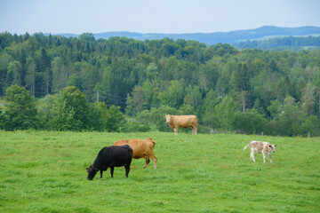 Fototapeta na wymiar Pretty cows in a Quebec farm in the Canadian coutryside