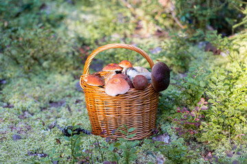 Forest mushroom boletus, cep, porcini, chanterelle collected in a wooden wicker basket. Late summer...