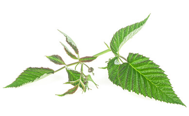 Fresh green raspberry leaves isolated on a white background