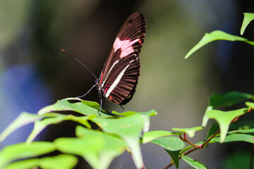 Photograph of a beautiful butterfly resting on a plant in the garden.	