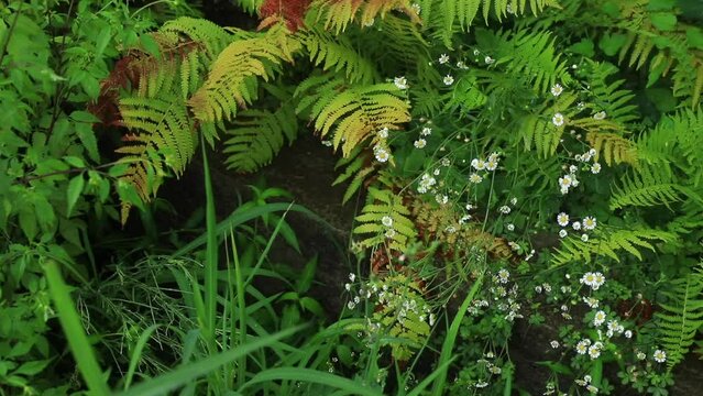 camomille angelica sylvestris and fern