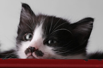 Cute kitten with mustache closeup.