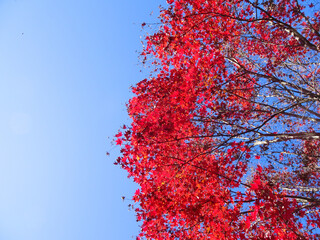 樹木と空・紅葉