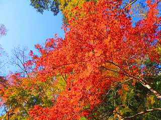 樹木と空・紅葉