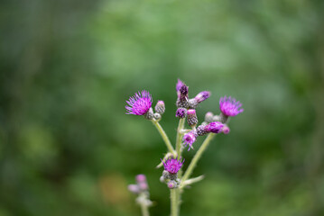 flowers in the garden