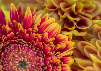 Fiery flower sunset macro