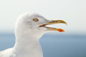 Seagull bird or seabird on beach near by the sea. Close up view of white gray bird seagull in sea rock. Wild seagull portrait on natural blue sky background