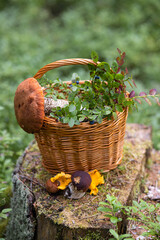 Forest mushroom boletus, cep, porcini, chanterelle collected in a wooden wicker basket. Late summer...
