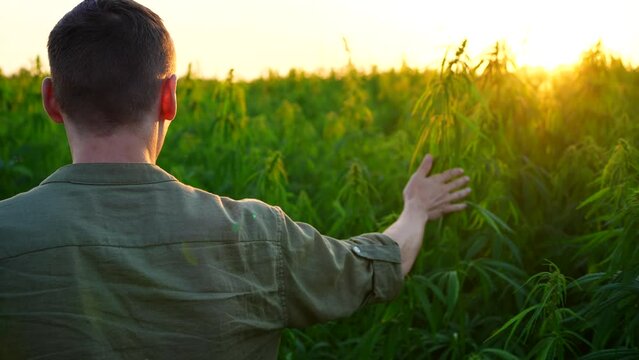 An unrecognizable male farmer walks along a cannabis field at a beautiful sunset slow mo