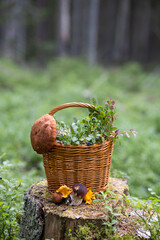 Forest mushroom boletus, cep, porcini, chanterelle collected in a wooden wicker basket. Late summer...