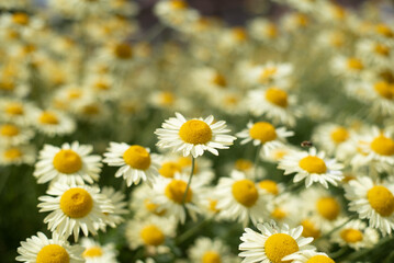 daisies in a field