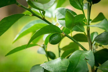 Lime fruit growing on the citrus plant