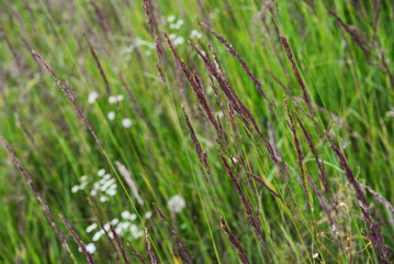 Fototapeta na wymiar long grass in a meadow