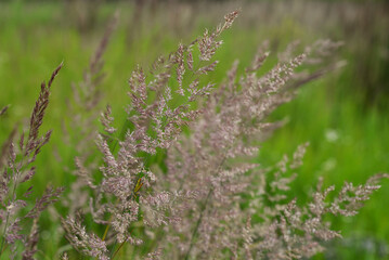 long grass in a meadow