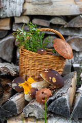 Forest mushroom boletus, cep, porcini, chanterelle collected in a wooden wicker basket. Late summer...