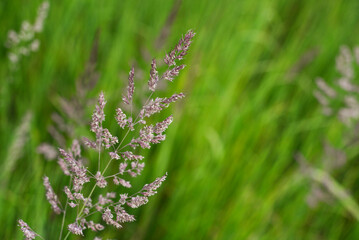 long grass in a meadow