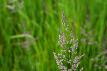long grass in a meadow