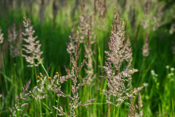 long grass in a meadow