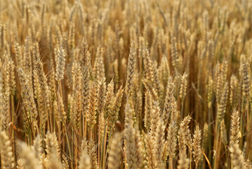 Wheat field with golden spikelets