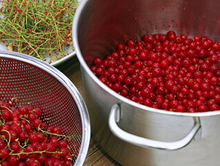 cleaned red currant berries in a saucepan for making fruit juice or jam, removing the stalk of the berries