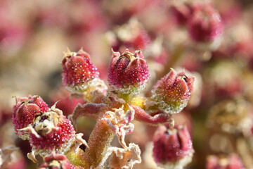 Detail of the withered flowers of Mesembryanthemum crystallinum