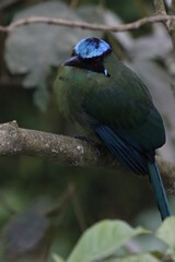 Momotus aequatorialis, Barranquero Coronado Ave emblema de Manizales, Caldas, Colombia. Un pájaro espectacular. 