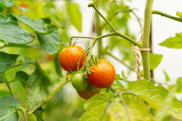 sprig of bush with green and orange tomatoes