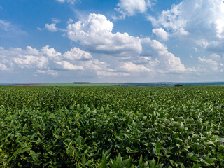 Fototapeta na wymiar Agricultural soy plantation on blue sky - Green growing soybeans plant against sunlight