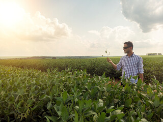 Agronomist inspecting soya bean crops growing in the farm field. Agriculture production concept. young agronomist examines soybean crop on field in summer. Farmer on soybean field