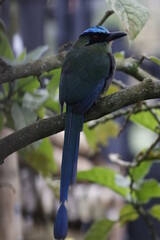 Momotus aequatorialis, Barranquero Coronado Ave emblema de Manizales, Caldas, Colombia. Un pájaro espectacular. 