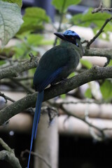 Momotus aequatorialis, Barranquero Coronado Ave emblema de Manizales, Caldas, Colombia. Un pájaro espectacular. 