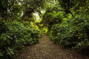 Sendero bosque