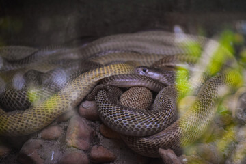 close up of a snake