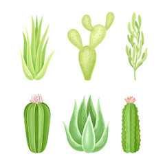 Set of succulent plants and cactuses. Scandinavian interior, natural cosmetics design element vector illustration