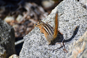 chipmunk