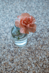 a pink rose in a water glass