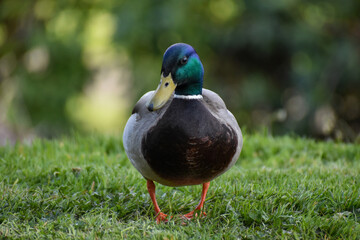 mallard front view