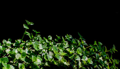 Green small plant leaves on a black isolated background with free space with blurred leaves