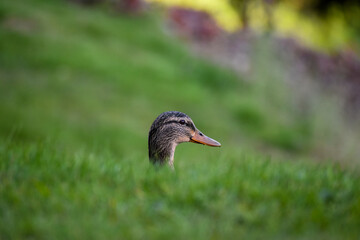 peeking duck