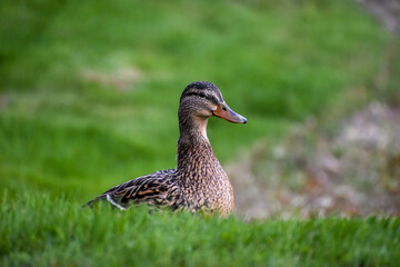 female duck