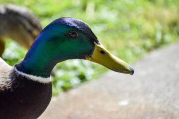 mallard